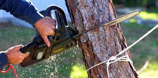 Best Tree Removal Services  in Berkeley, CA